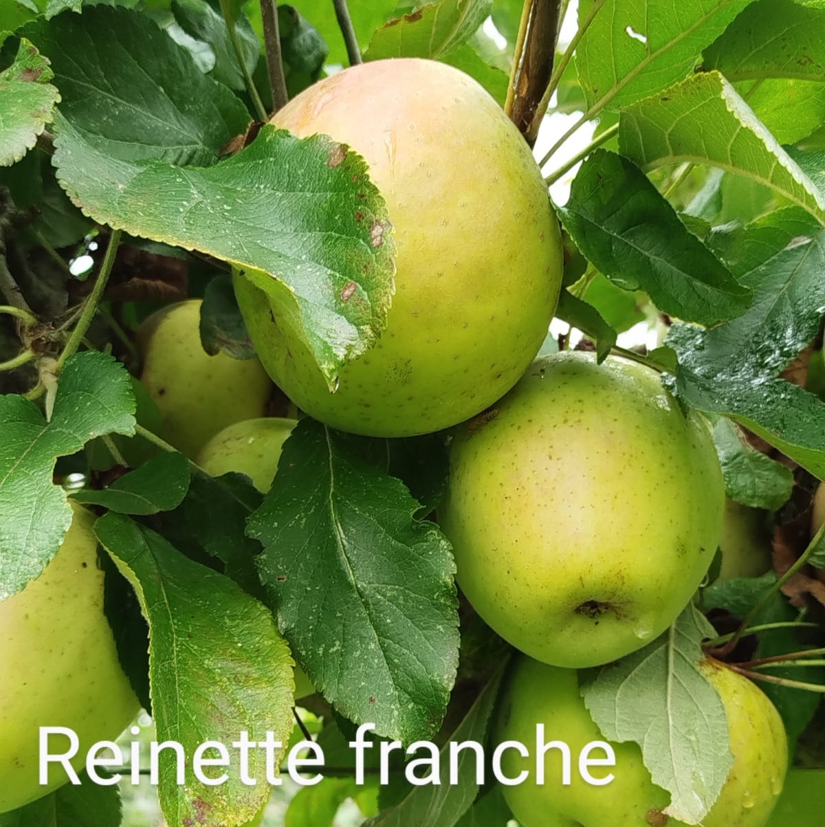 pommier reinette franche